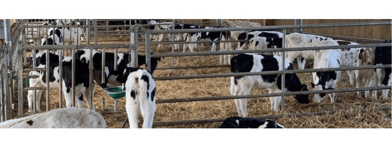 AGRI-REPORTAGE :  GAEC de la Bersaudière, comment le MASH TRACE TARIE a transformé leurs résultats en 3 ans